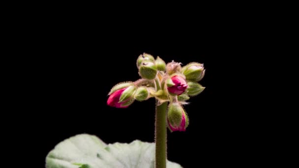 Time Lapse of Geranium flowers — Stock video