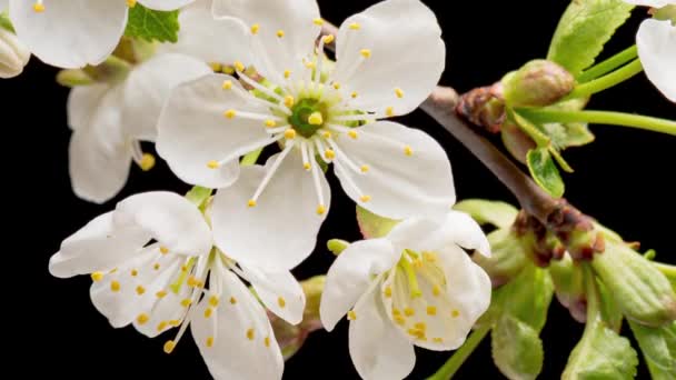 Tiempo de caducidad de flores de cerezo en flor — Vídeos de Stock