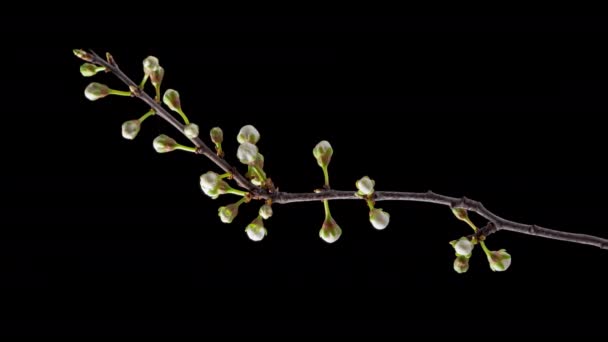4K Time Lapse flores florecientes de ciruela de cereza — Vídeos de Stock