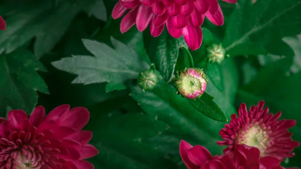 Fiori rossi di crisantemo — Foto Stock