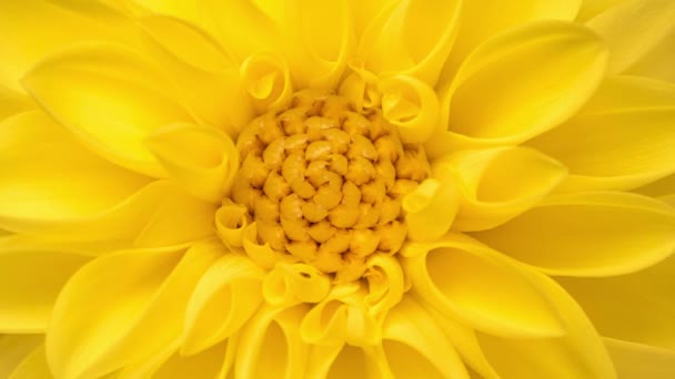 4K Lasso di tempo di fioritura giallo Dahlia — Video Stock