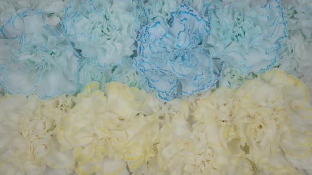 4K Time Lapse of carnations flowers Ukrainian flag — Stok video