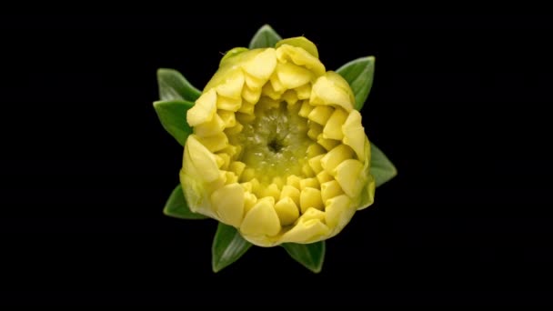 4K Time Lapse of blooming yellow Dahlia — Vídeo de Stock