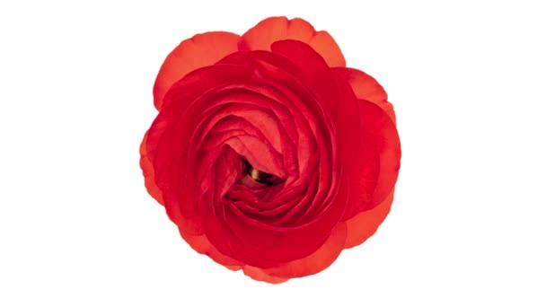 4K Time Lapse röd ranunkel blomma — Stockvideo