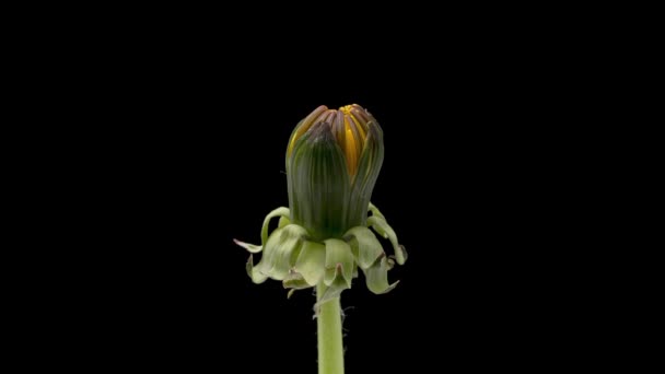 4K Siyah üzerine çiçek karahindibası — Stok video