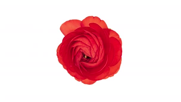 4K Time Lapse red ranunculus flower — Stock Video