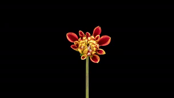 4K Time Lapse of blooming red yellow Dahlia — Vídeo de Stock