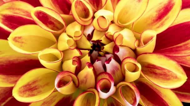 Time Lapse of blooming rojo amarillo Dahlia — Vídeos de Stock