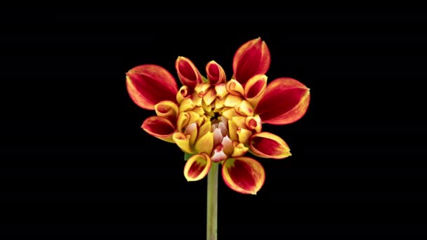 4K Час Лапс цвітіння червоного жовтого Dahlia — стокове відео