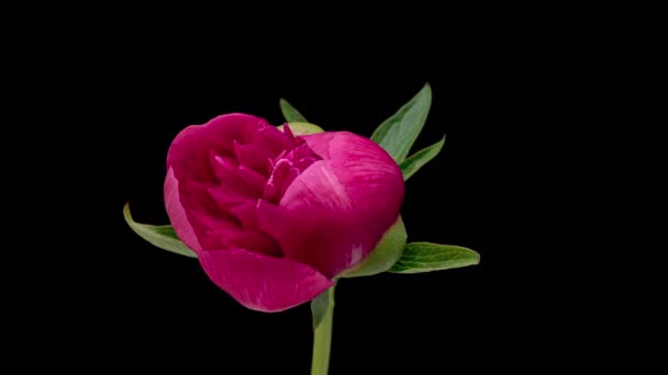 4K Time Lapse of blooming red peony — Vídeo de Stock