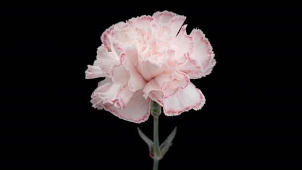 4K Karanfil çiçeğinin Süre Süreleri Beyaz 'dan Kırmızıya — Stok video