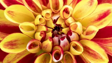 Çiçek açan kırmızı sarı Dahlia