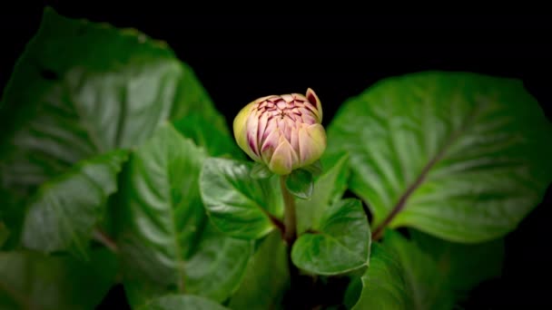 4K Time Lapse of blooming red white Dahlia — Vídeo de Stock