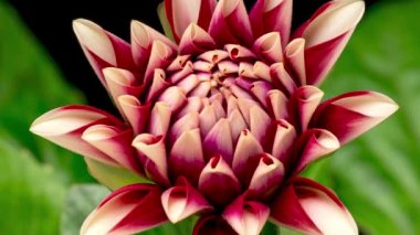 Çiçek açan kırmızı beyaz Dahlia 'nın Zaman Hızı