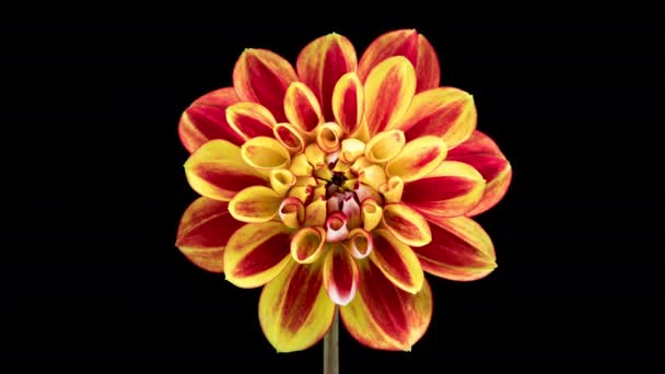 Time Lapse Blooming Red Yellow Dahlia Inglês Timelapse Crescimento Abertura — Vídeo de Stock