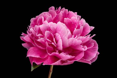 Çiçek açan kırmızı şakayık çiçeği siyah arka planda izole edilmiş. Güzel büyük pembe çiçek, yakın plan..