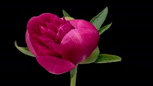 Time Lapse Blooming Red Peony Flower Aislado Sobre Fondo Negro — Vídeos de Stock