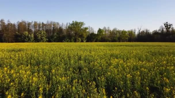 Güneşli Bahar Gününde Çiçek Açan Kolza Tohumu Tarlası Hava Aracı — Stok video