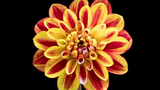 Time Lapse Blooming Red Yellow Dahlia Inglés Timelapse Crecimiento Apertura — Vídeos de Stock