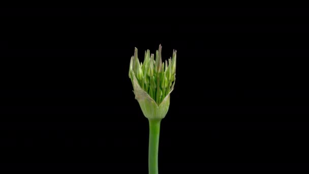 Time Lapse Fleurs Géantes Violettes Allium Christophii Isolées Sur Fond — Video