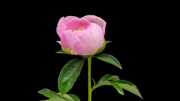 Zeitraffer Von Blühenden Rosa Pfingstrose Blume Isoliert Auf Schwarzem Hintergrund — Stockvideo