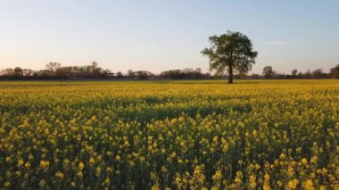 Çiçek açan kolza tohumu tarlası ve güneşli bahar gününde büyük bir ağaç - hava aracı manzarası. Kanola üzerinde uçan İHA Sarı çiçekli kolza tohumu tarlası.