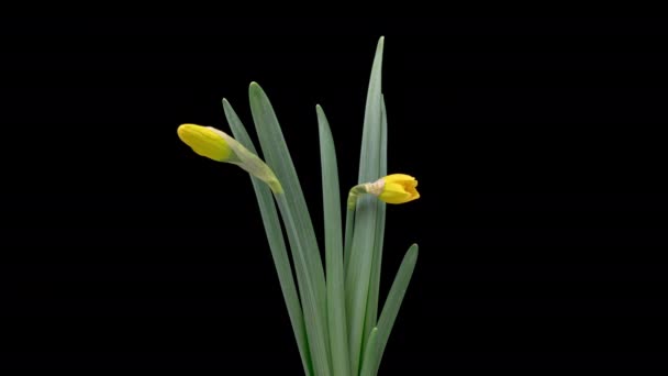 Time Lapse Blommande Gula Narcissus Blommor Isolerade Svart Bakgrund Timelapse — Stockvideo