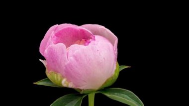 Siyah arka planda izole edilmiş pembe şakayık çiçeğinin zaman akışı. Şakayık yapraklarının yakın plan zamanı. Büyük çiçeğin zaman aşımına uğraması.