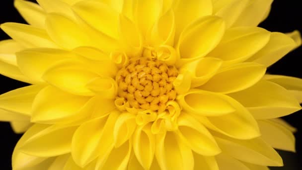 Time Lapse Blooming Yellow Dahlia Close Timelapse Growing Opening Beautiful — Stok video