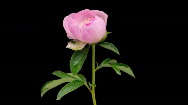 Time Lapse Blommande Rosa Pion Blomma Isolerad Svart Bakgrund Timelapse — Stockvideo