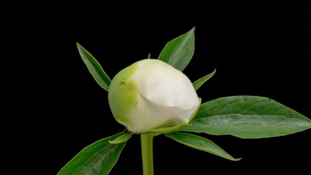 Time Lapse Blooming White Peony Flower Isolated Black Background Calendário — Vídeo de Stock