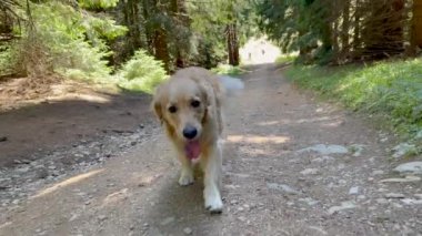Dog of breed Golden Retriever happily walking through forest, panting and has tongue hanging out.