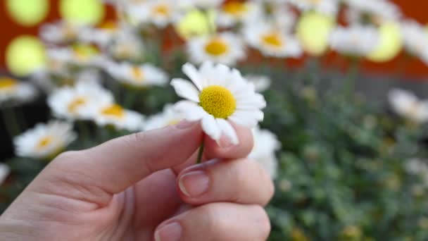 Girl Guessing Daisy Woman Hands Tears Petals Chamomile Close Female — Stock Video