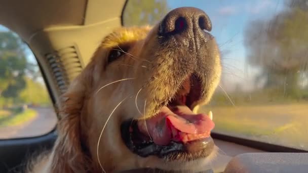 Dog Breed Golden Retriever Happily Riding Car Trunk Panting Has — ストック動画