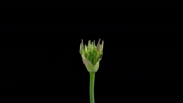 Time Lapse Blooming Giant Violet Allium Christophii Flower Isolated Black — Vídeo de Stock