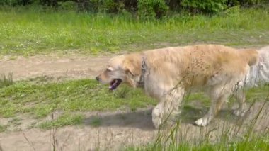 Tatlı köpek Golden Retriever suuny yaz gününde yeşil alanda mutlu bir şekilde yürüyor..