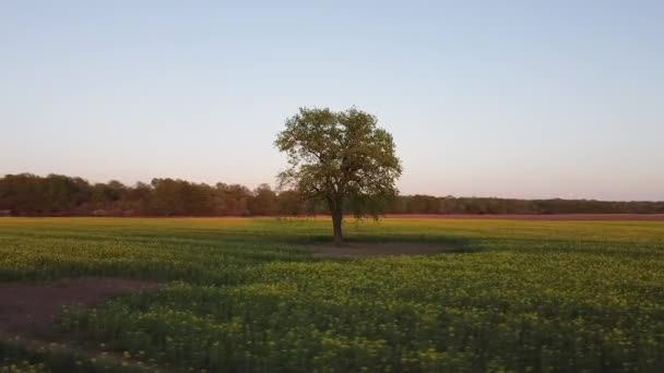 Grande Albero Solitario Cresce Campo Colza Fiorente Tramonto Giorno Primavera — Video Stock