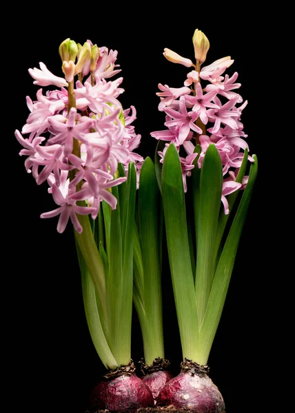 春黒地に孤立したヒヤシンスの花 — ストック写真