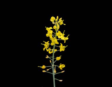 Çiçek açan ırz tohumları siyah arka planda izole edilmiş. Çiçekli parlak sarı kanola.