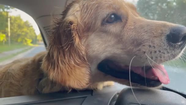 Dog Breed Golden Retriever Happily Riding Car Trunk Panting Has — Wideo stockowe