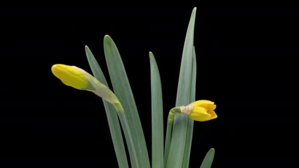 Time黒い背景に孤立した黄色の水仙の花を咲かせます 水仙の閉鎖の時間経過 美しい春の花が開く時間の経過 — ストック動画