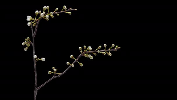 Time Lapse Flowering White Flowers Cherry Amum Tree Branch Isolated — Vídeo de Stock