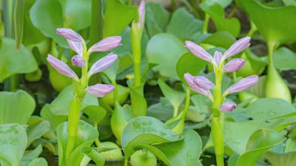 Tijd Verstrijken Van Bloeiende Bloem Water Hyacint Prachtige Eichhornia Opening — Stockvideo