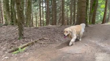 Dog of breed Golden Retriever happily walking through forest, panting and has tongue hanging out.