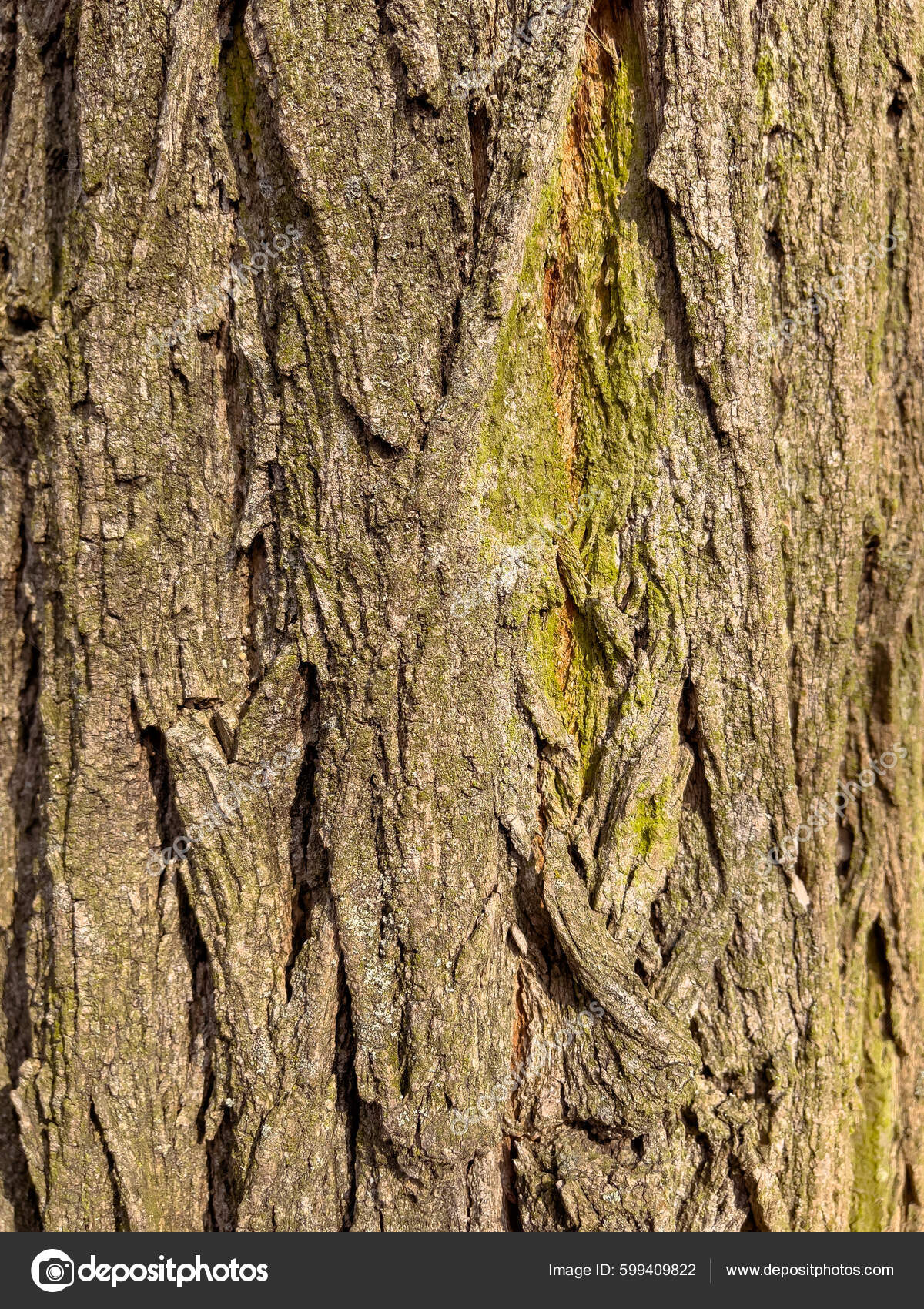 Geprägte Textur Der Baumrinde Muster Der Natürlichen Baumrinde Hintergrund  – Stockfoto © DenisNata #599409822, image size:1200x1700