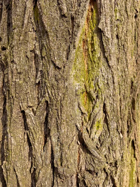 Тиснутая Текстура Коры Дерева Шаблон Коры Натурального Дерева — стоковое фото