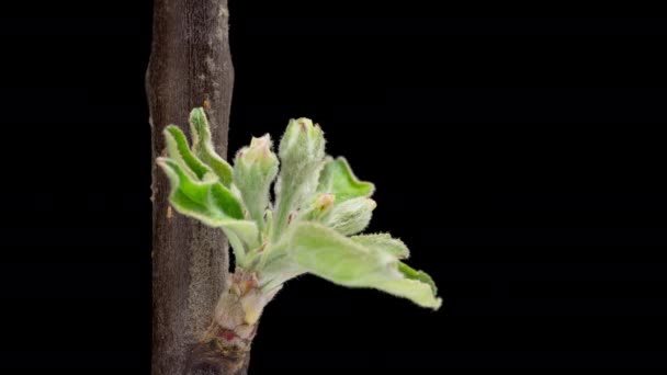 Time Lapse Flowering White Apple Flowers Black Background Spring Timelapse — Stockvideo