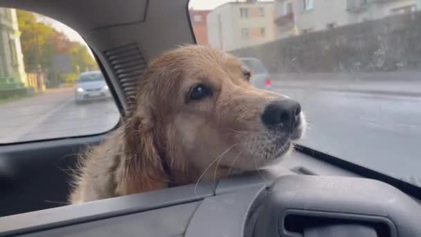 Собака Породы Золотистый Ретривер Счастливо Едет Багажнике Автомобиля Задыхаясь Имеет — стоковое видео