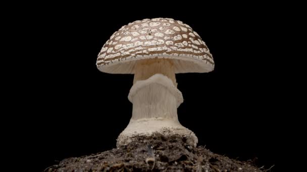 Time Lapse Brun Flyga Agaric Amanita Muscaria Svamp Toadstool Växer — Stockvideo