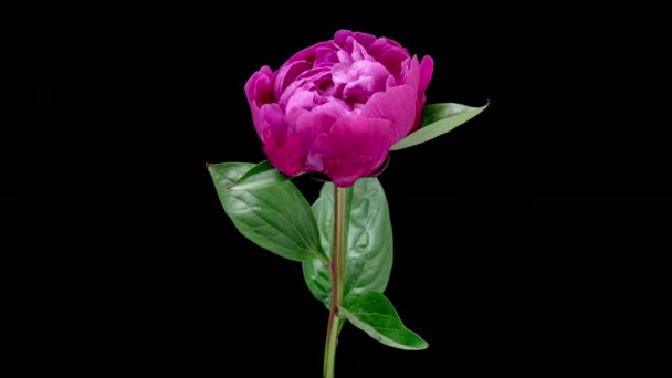 Time Lapse Blooming Pink Peony Flower Isolated Black Background Timelapse — Wideo stockowe